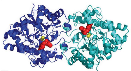 OPH Enzyme Model