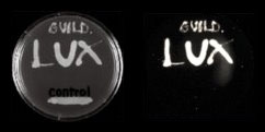 Guild Biosciences Phage Bacillus Anthracis infected with the Guild BioSciences Phage in light (L) and darkness (R)
